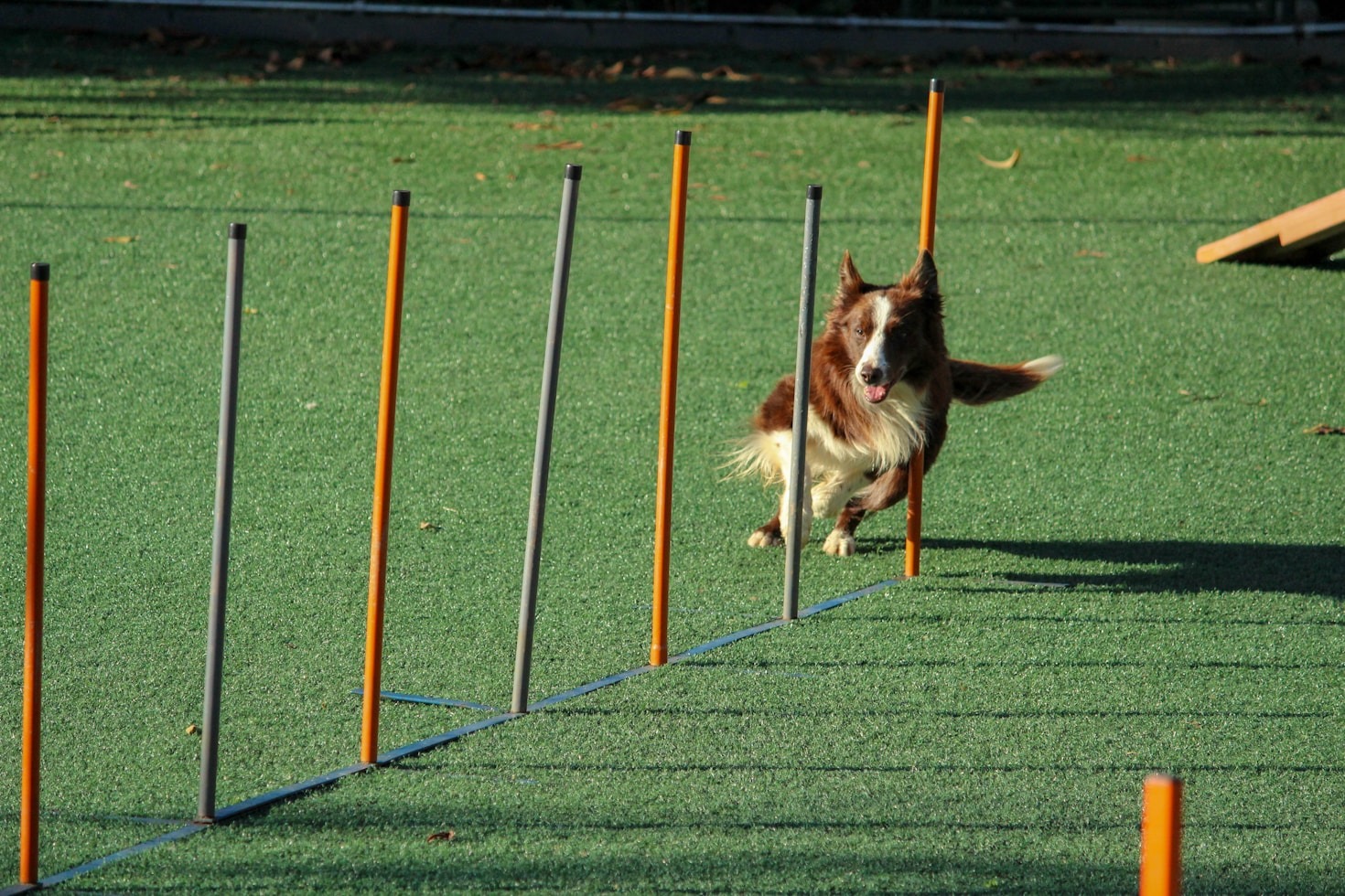Top Benefits of Professional Pet Training