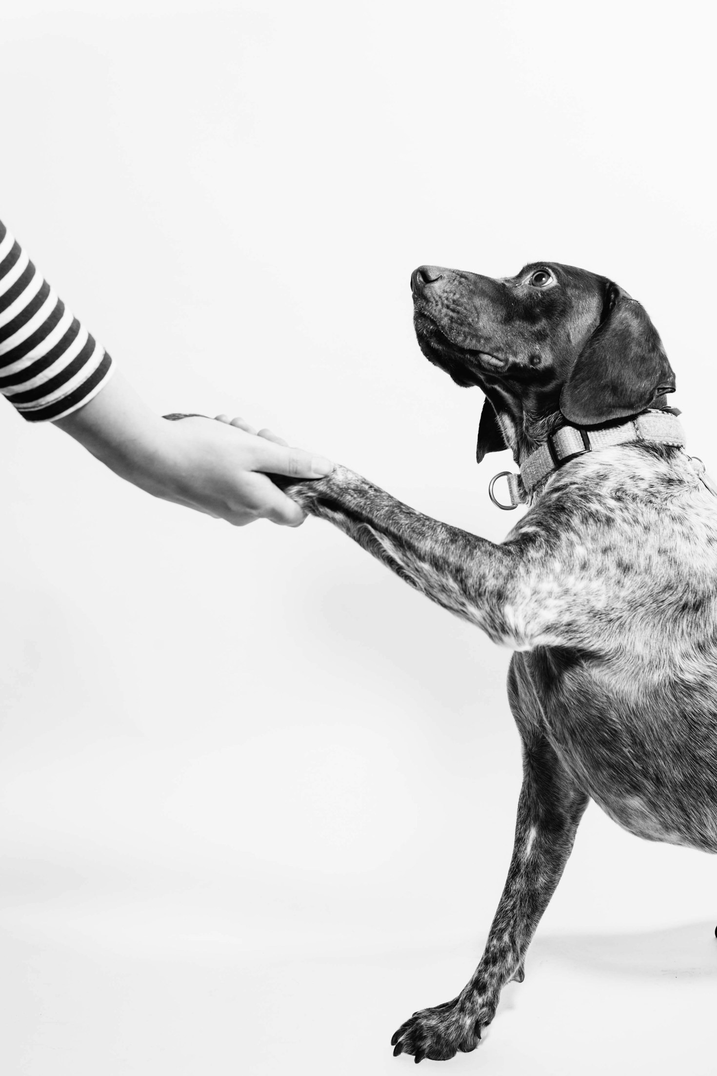 How to Improve Your Pet’s Behavior Effectively