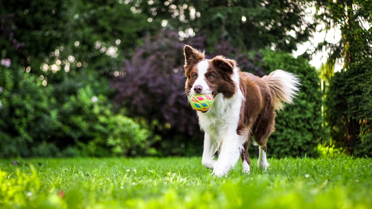 The Science Behind Positive Reinforcement in Pets