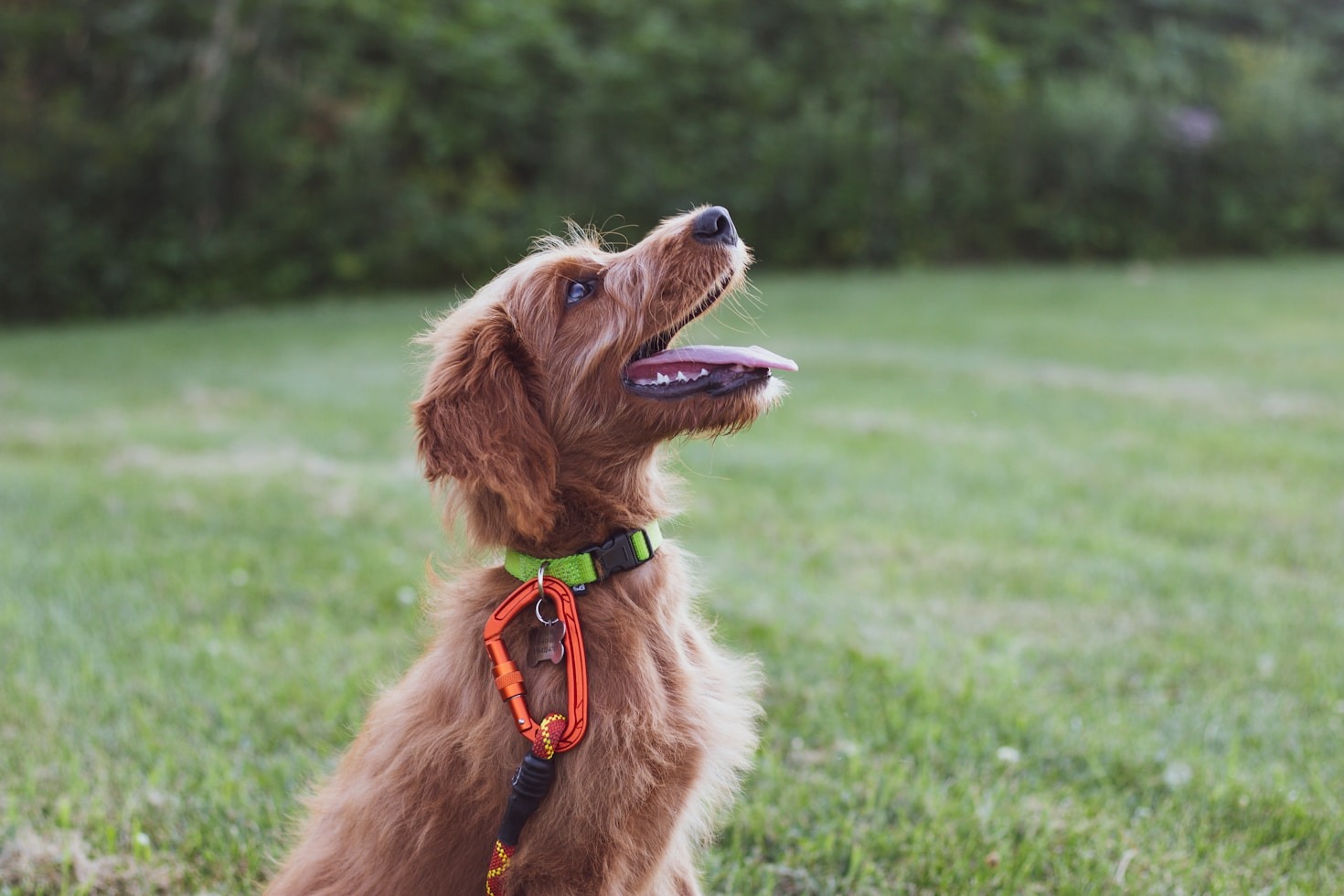 Why Behavioral Training is Crucial for Pets