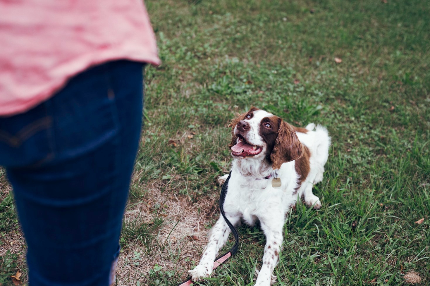 Expert Tips to Build a Bond with Your Pet